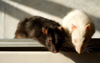 10-easy-tips-prevent-rat-mice-infestation 10-easy-tips-prevent-rat-mice-infestation